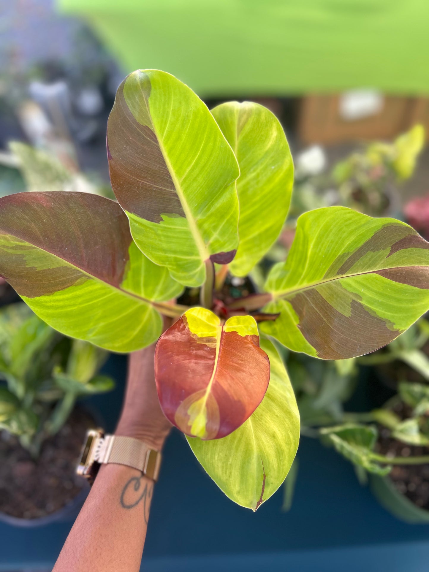 Philodendron Red Moon/Yellow Flame