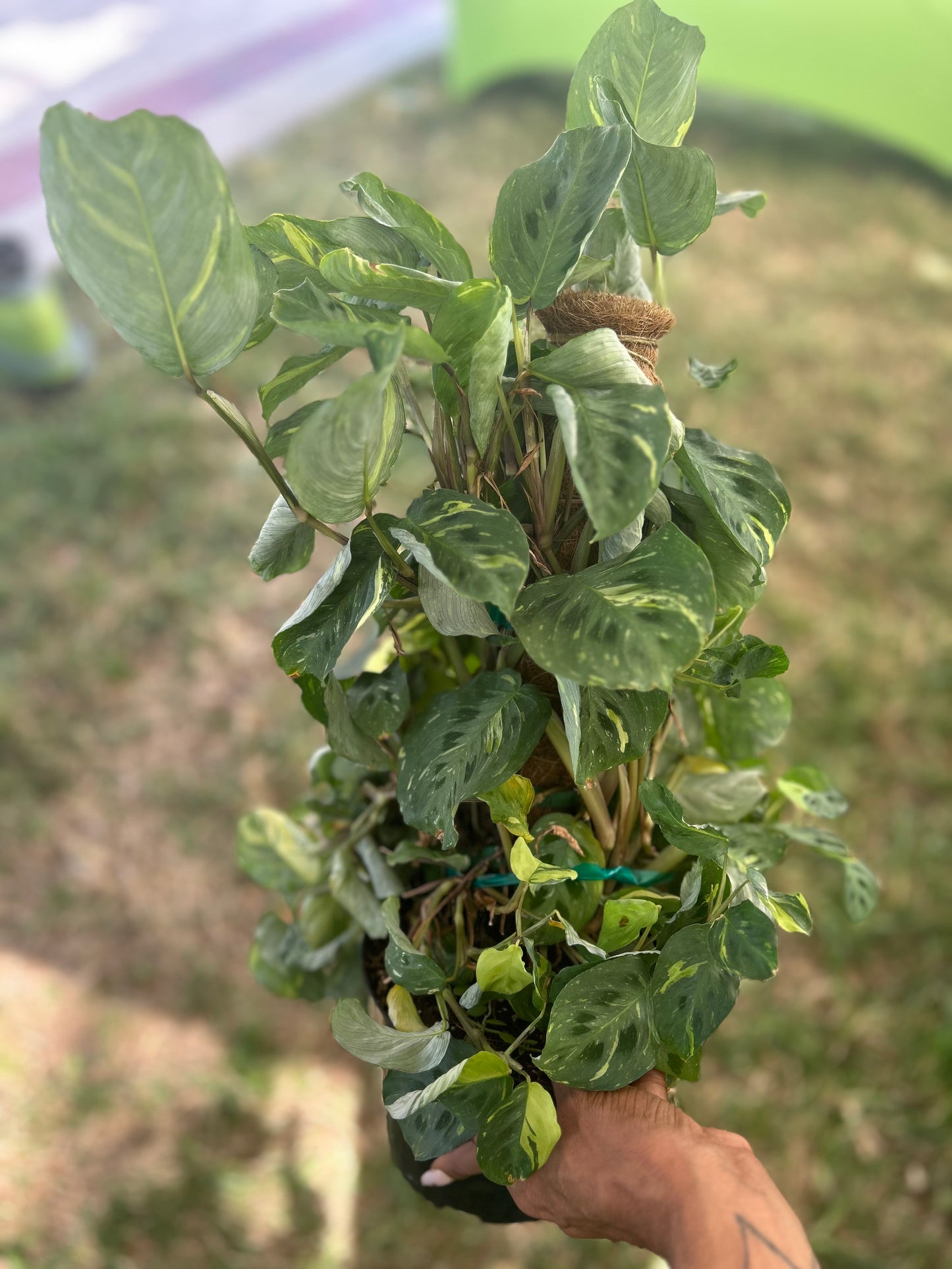 Maranta - Leuconeura Variegated “Kim Beauty"