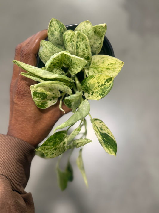 Scindapsus 'Marble Queen'