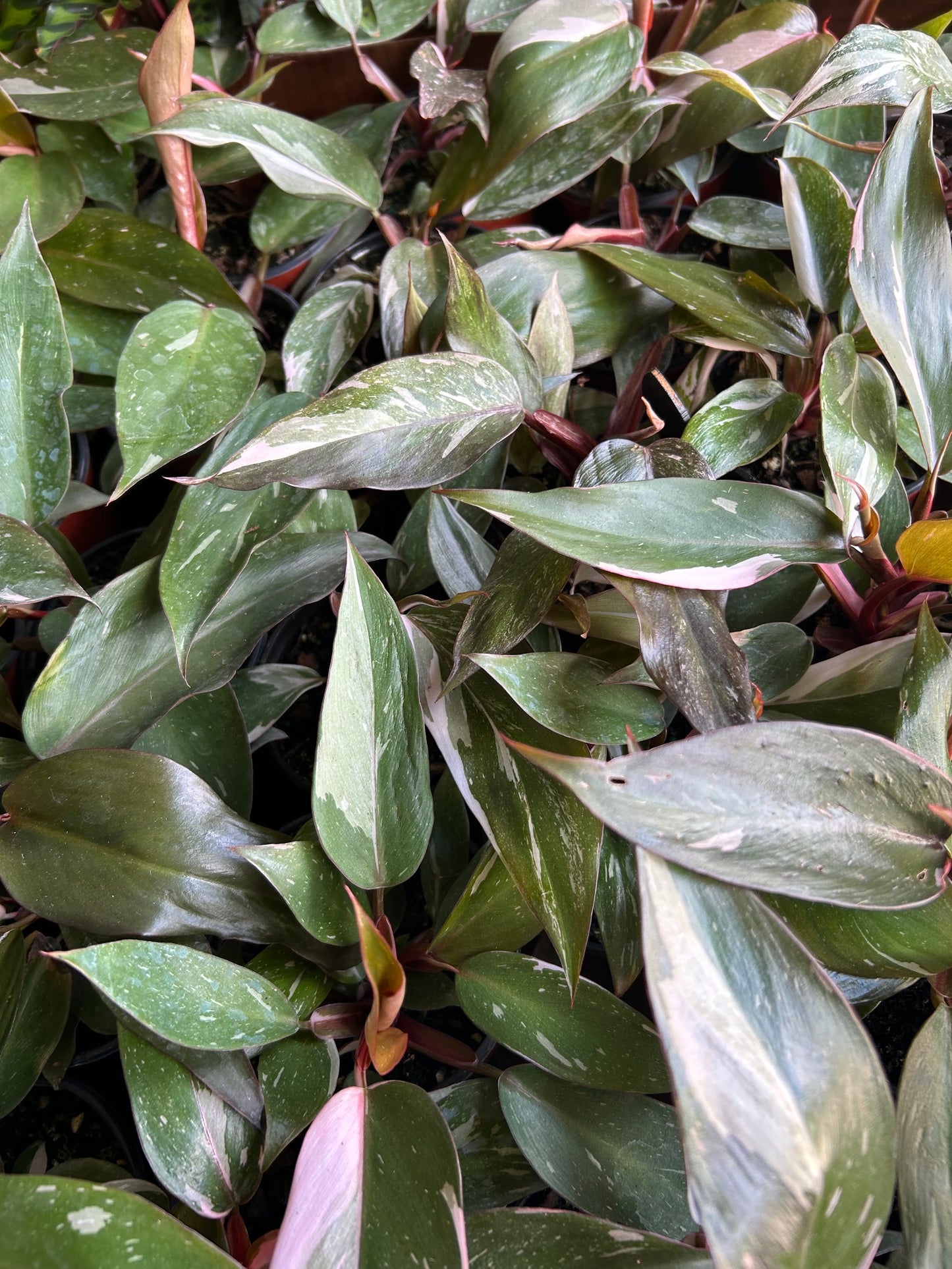 Philodendron 'Pink Princess Marble'