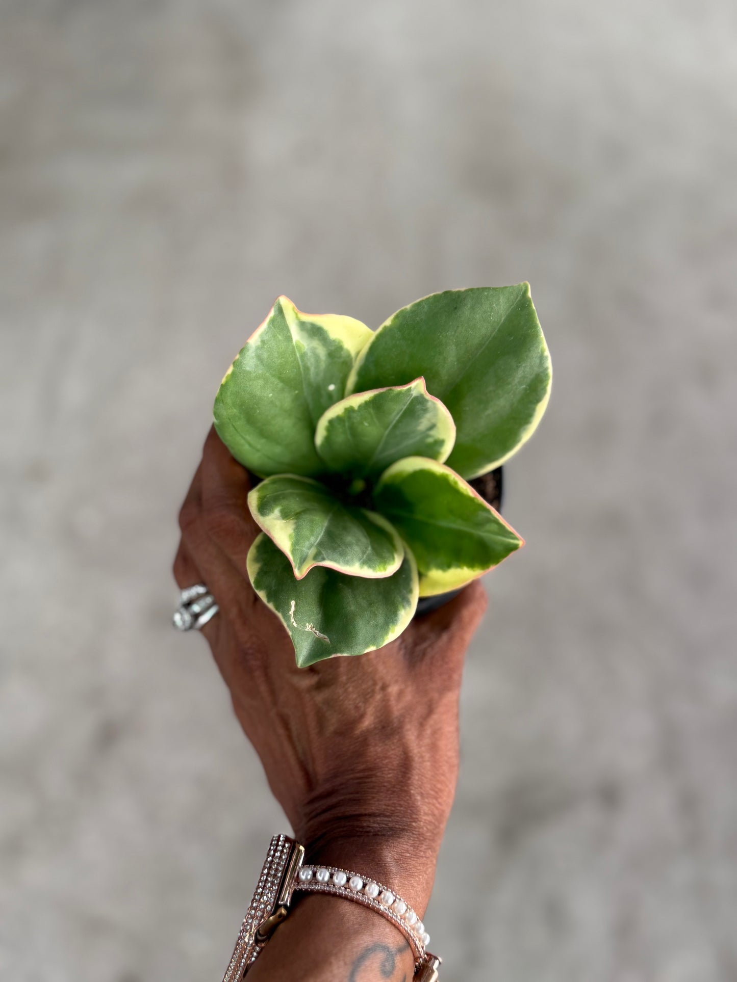 Hoya 'Pachyclada' Outer Variegated albomarginata