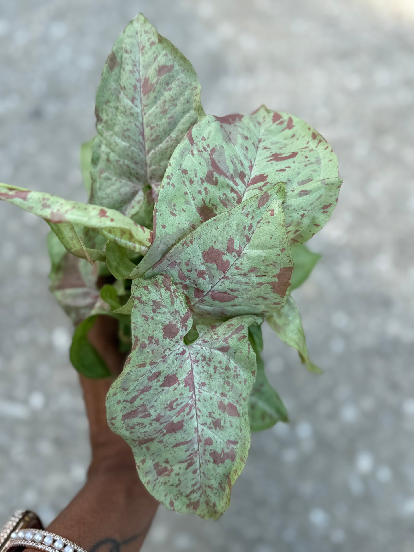 Syngonium 'Milk Confetti'