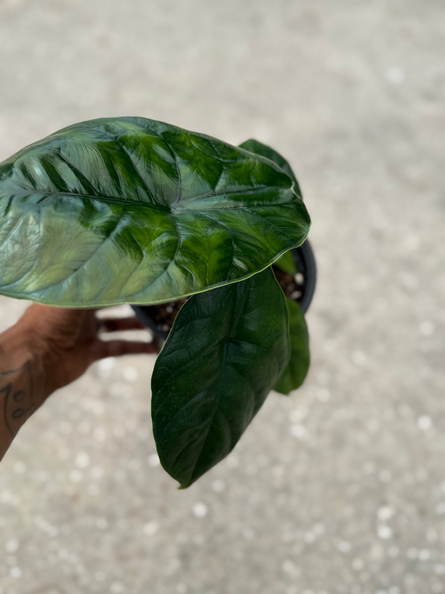 Alocasia Green Unicorn