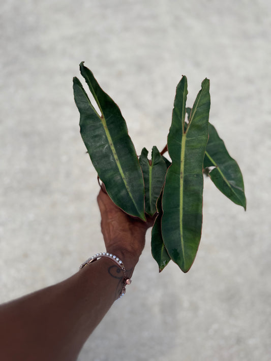 Philodendron 'Billietiae'