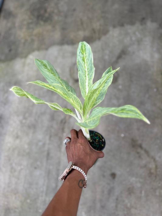 Aglaonema 'White Romance'