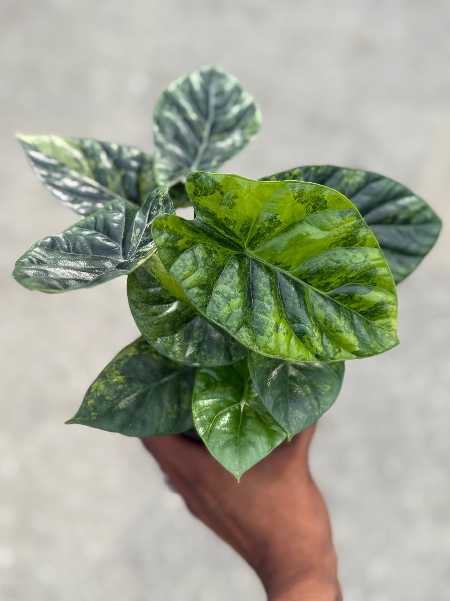 Alocasia Sinuata ‘Quilted Dreams’ variegated