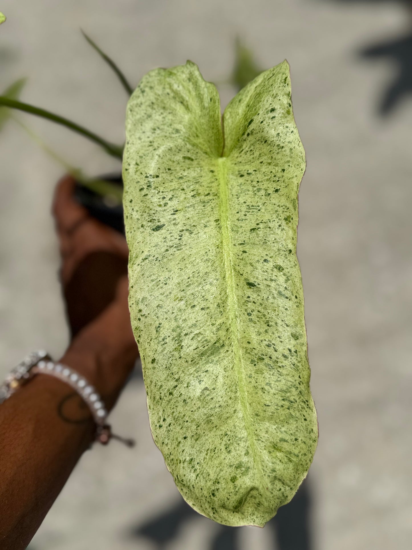 Philodendron 'Paraiso Verde'