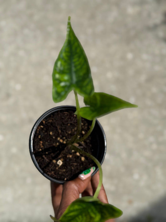 Alocasia 'Reticulata'