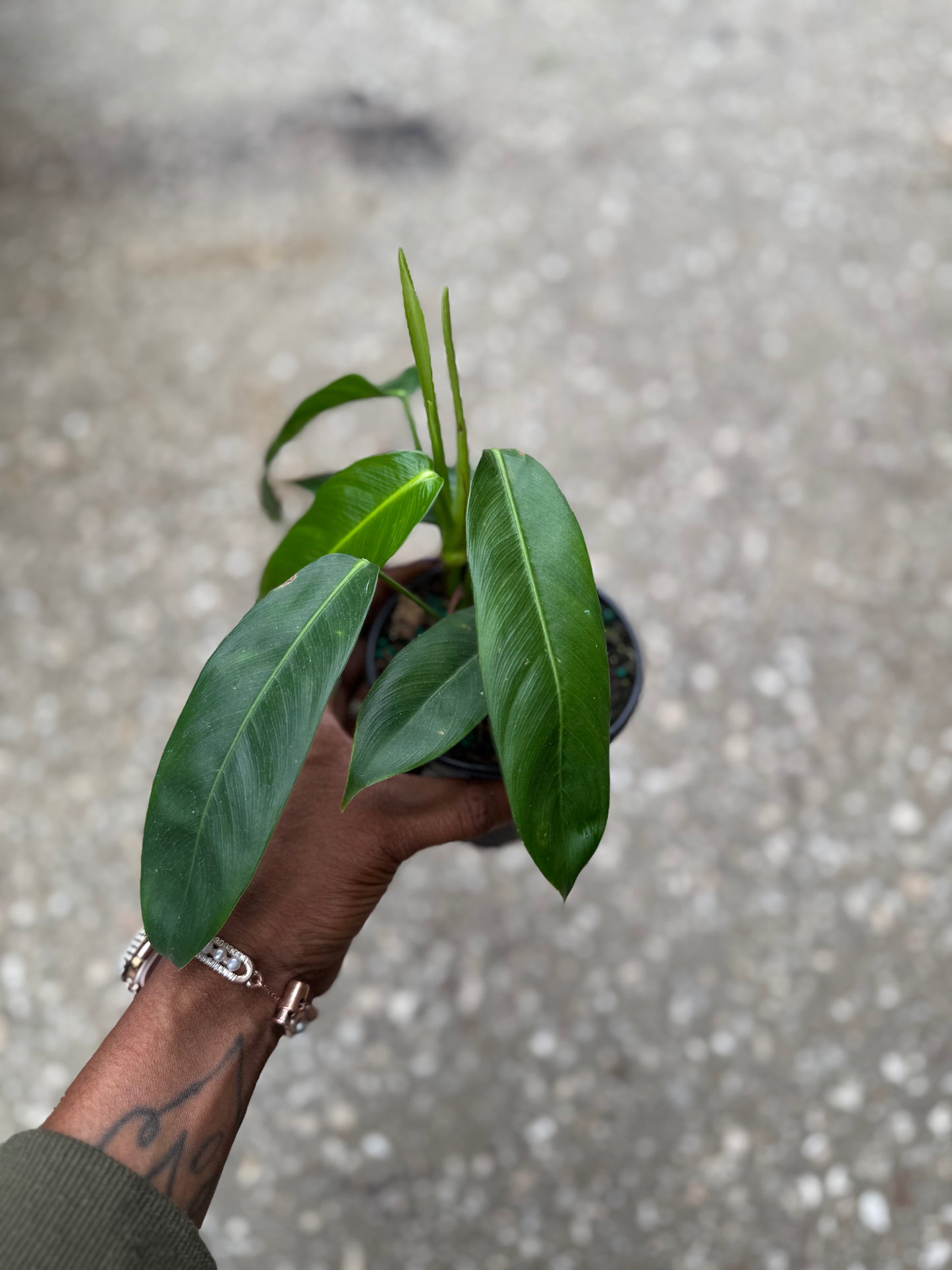 Philodendron 'Patriciae'