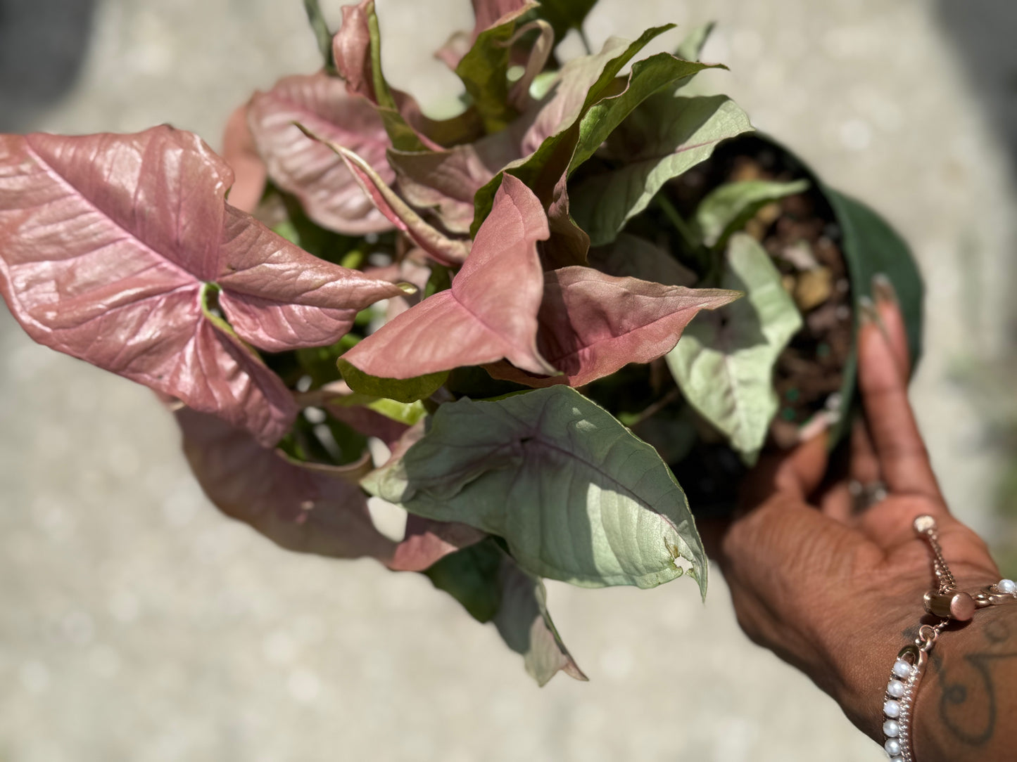 Syngonium 'Neon Robusta'