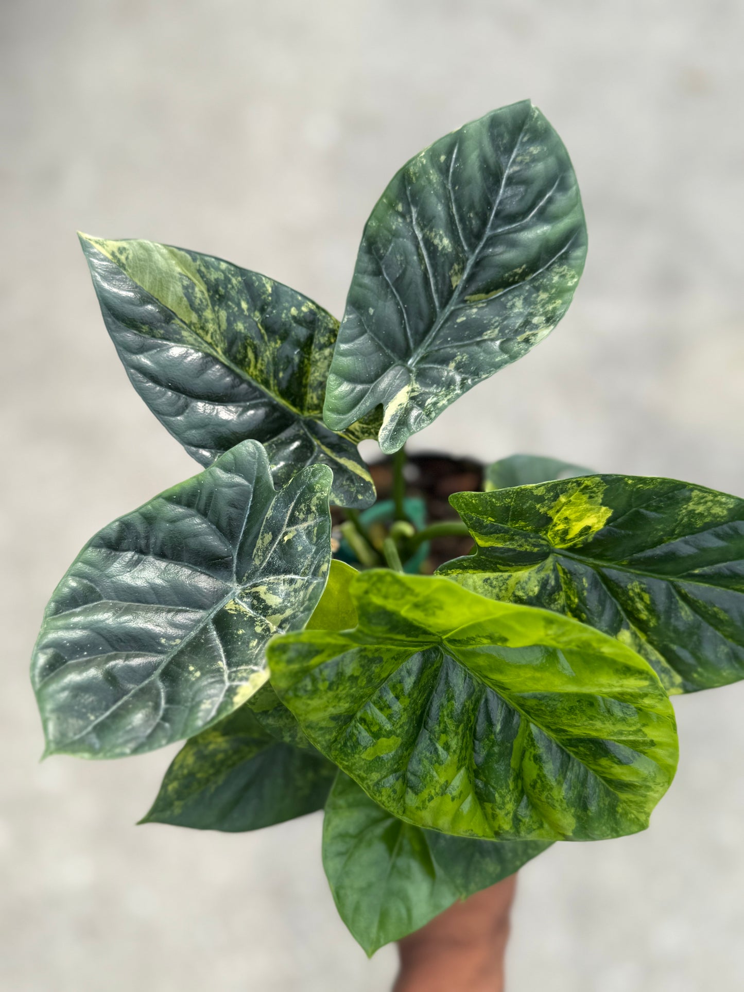 Alocasia Sinuata ‘Quilted Dreams’ variegated