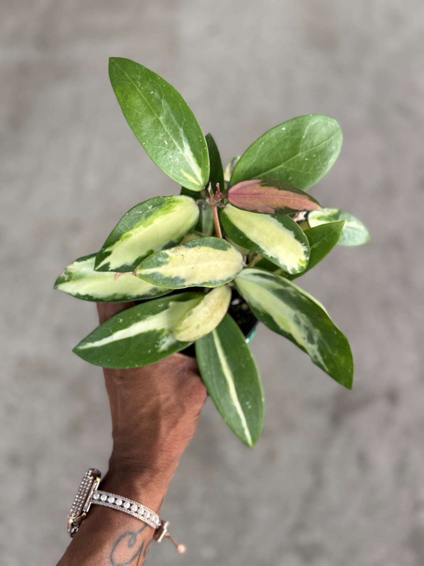Hoya Acuta (Inner Variegated)