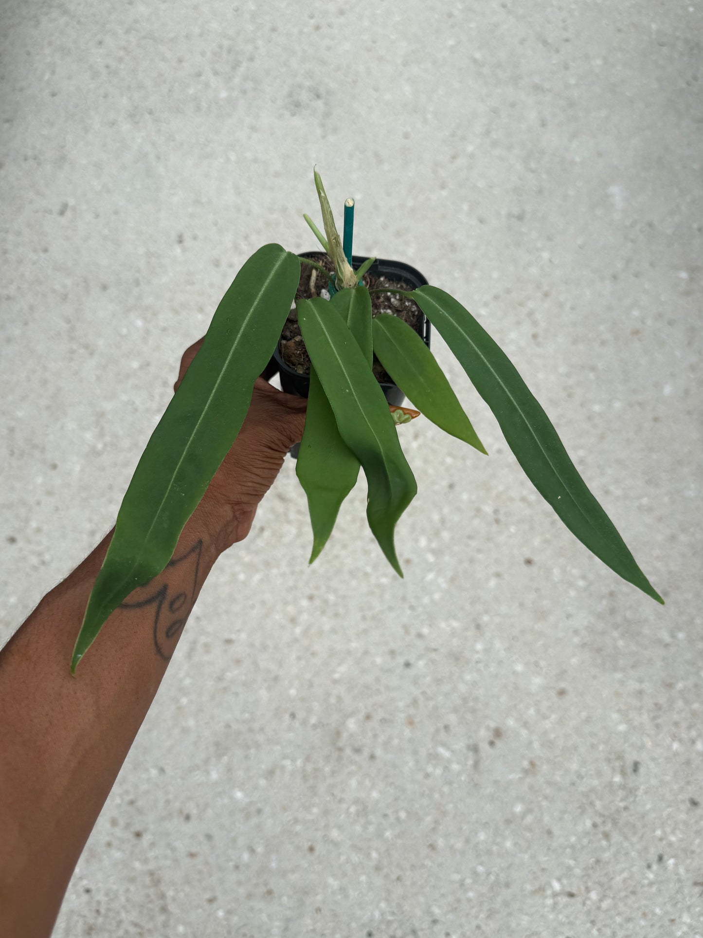 Anthurium pallidiflorum