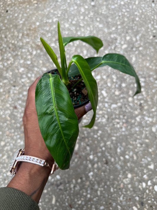 Philodendron 'Patriciae'
