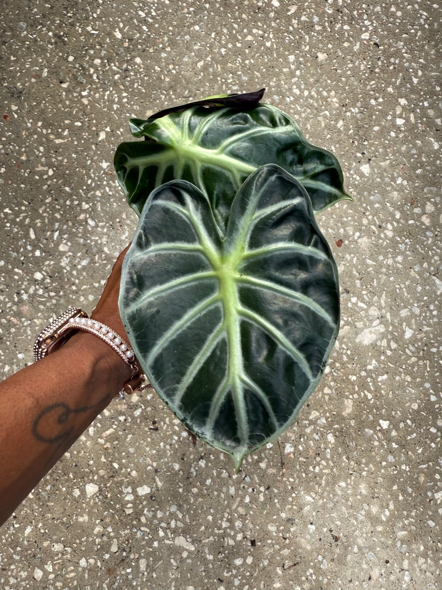 Alocasia 'Heart Balloon'