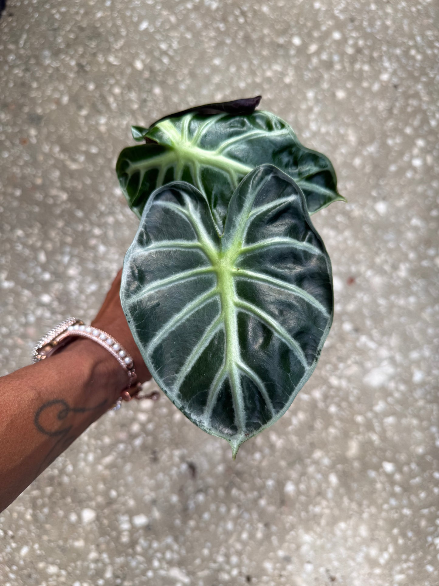 Alocasia 'Heart Balloon'
