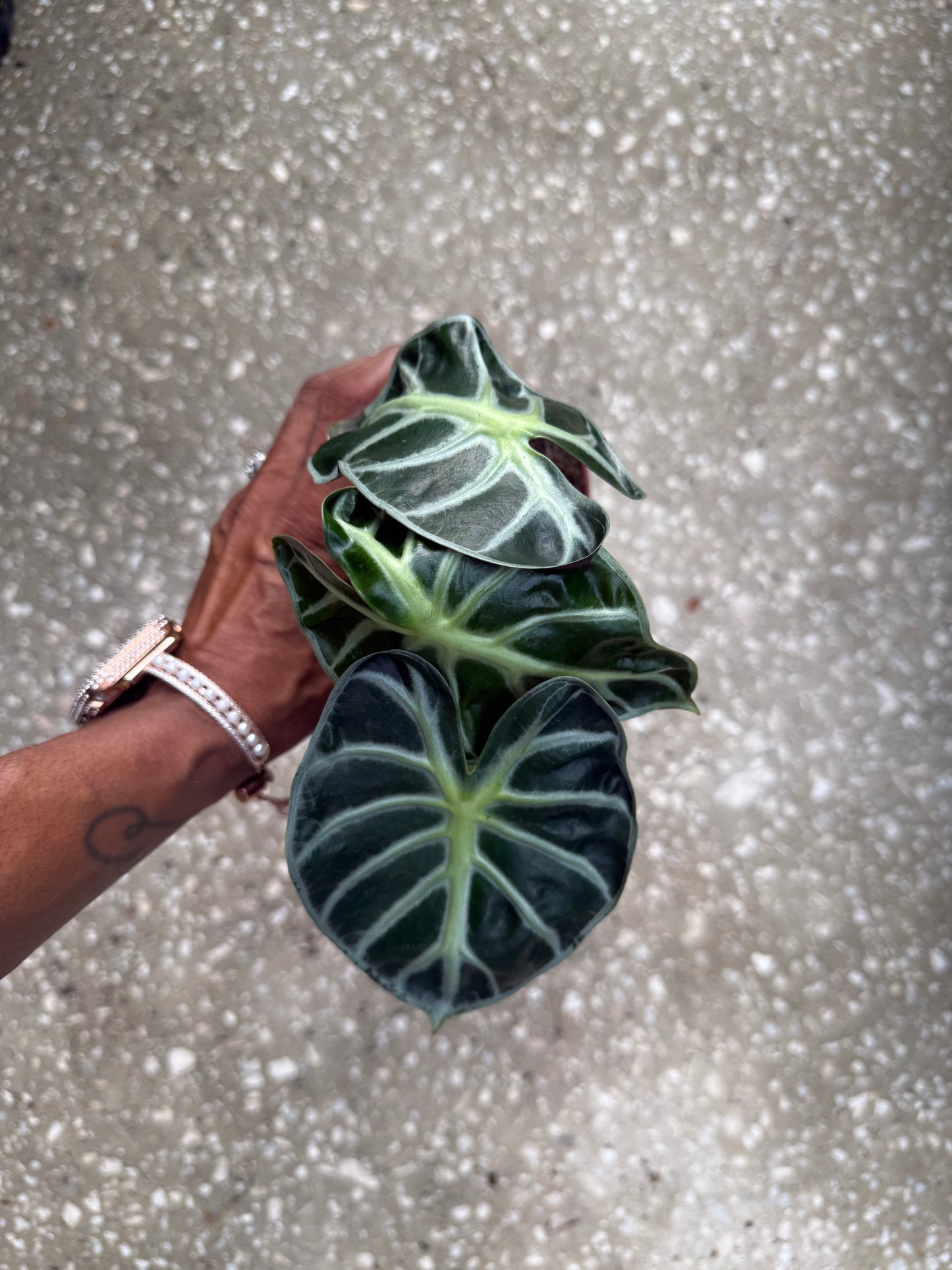 Alocasia 'Heart Balloon'