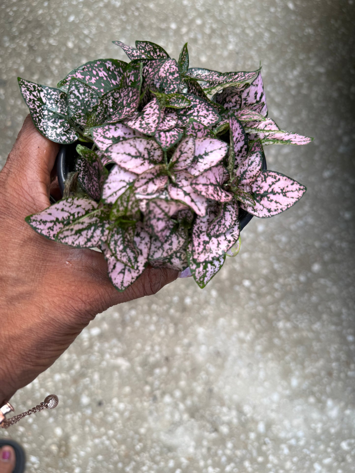 Hypoestes-Pink