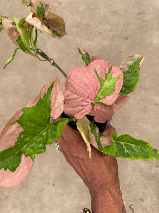 Syngonium 'Pink Lava'