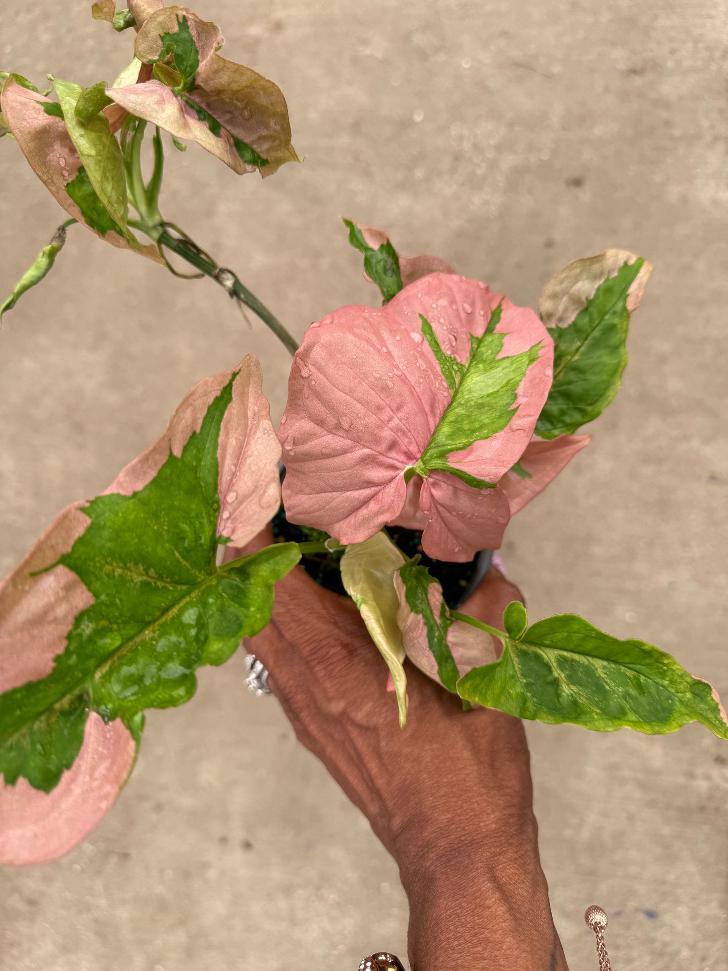 Syngonium 'Pink Lava'
