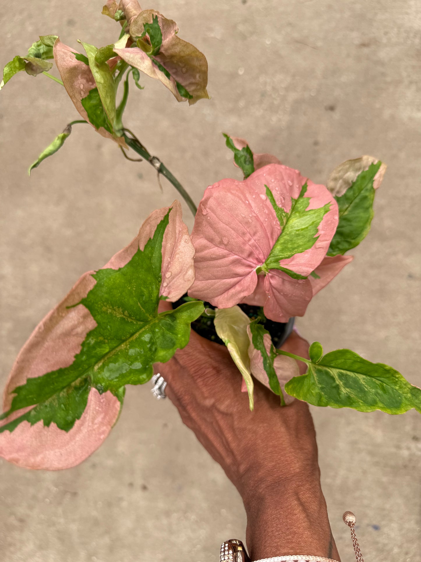 Syngonium 'Pink Lava'