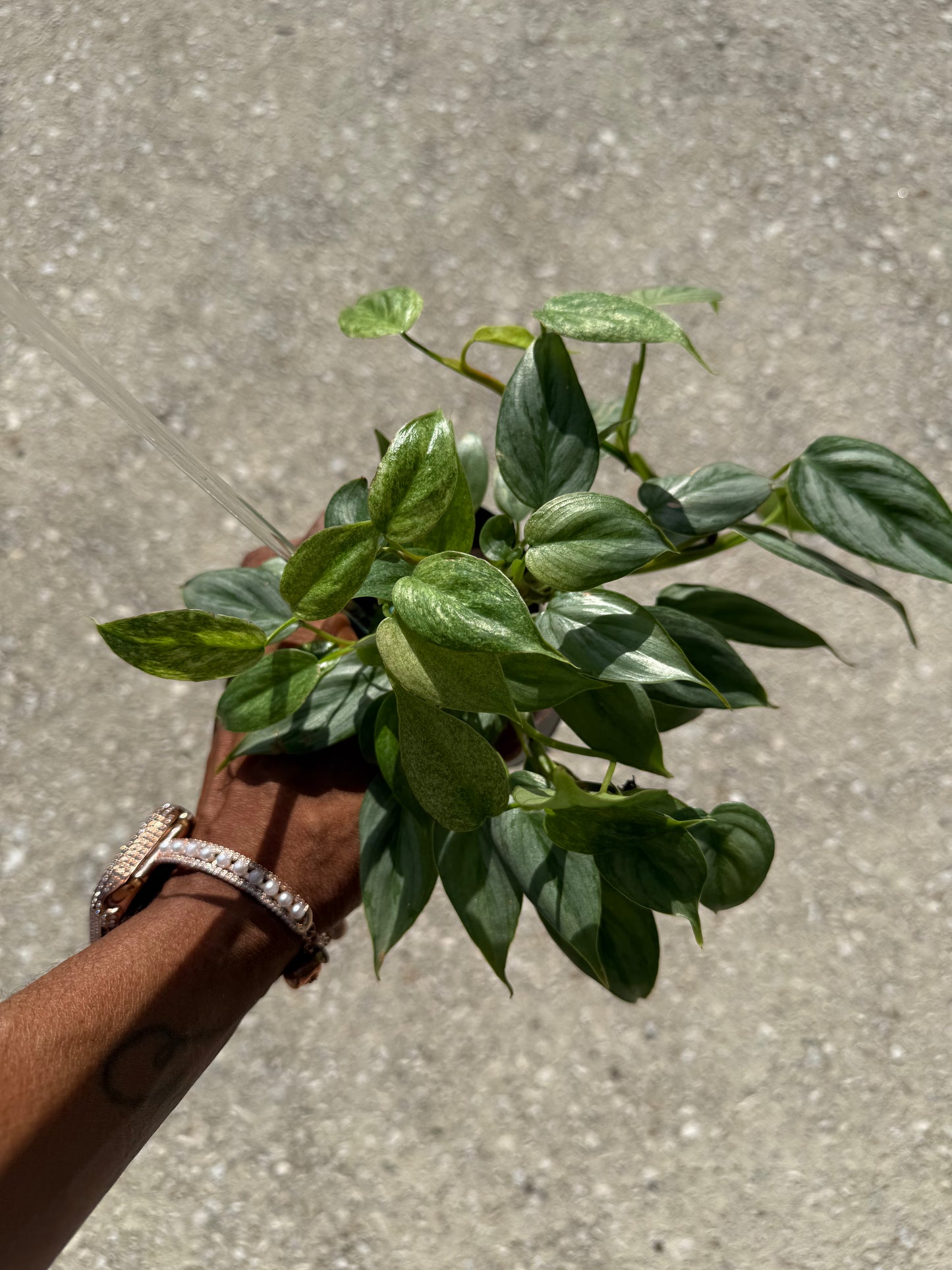 Philodendron 'Sodiroi' Variegated