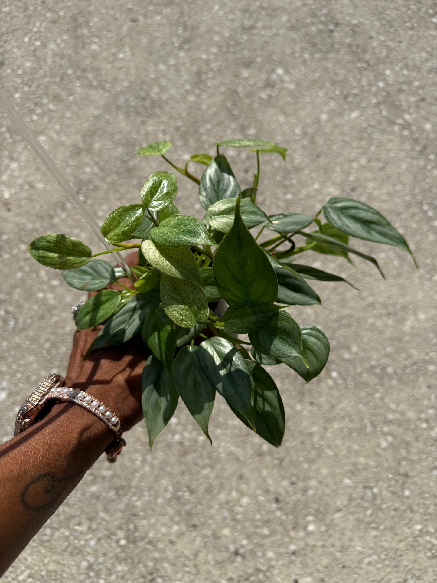 Philodendron 'Sodiroi' Variegated