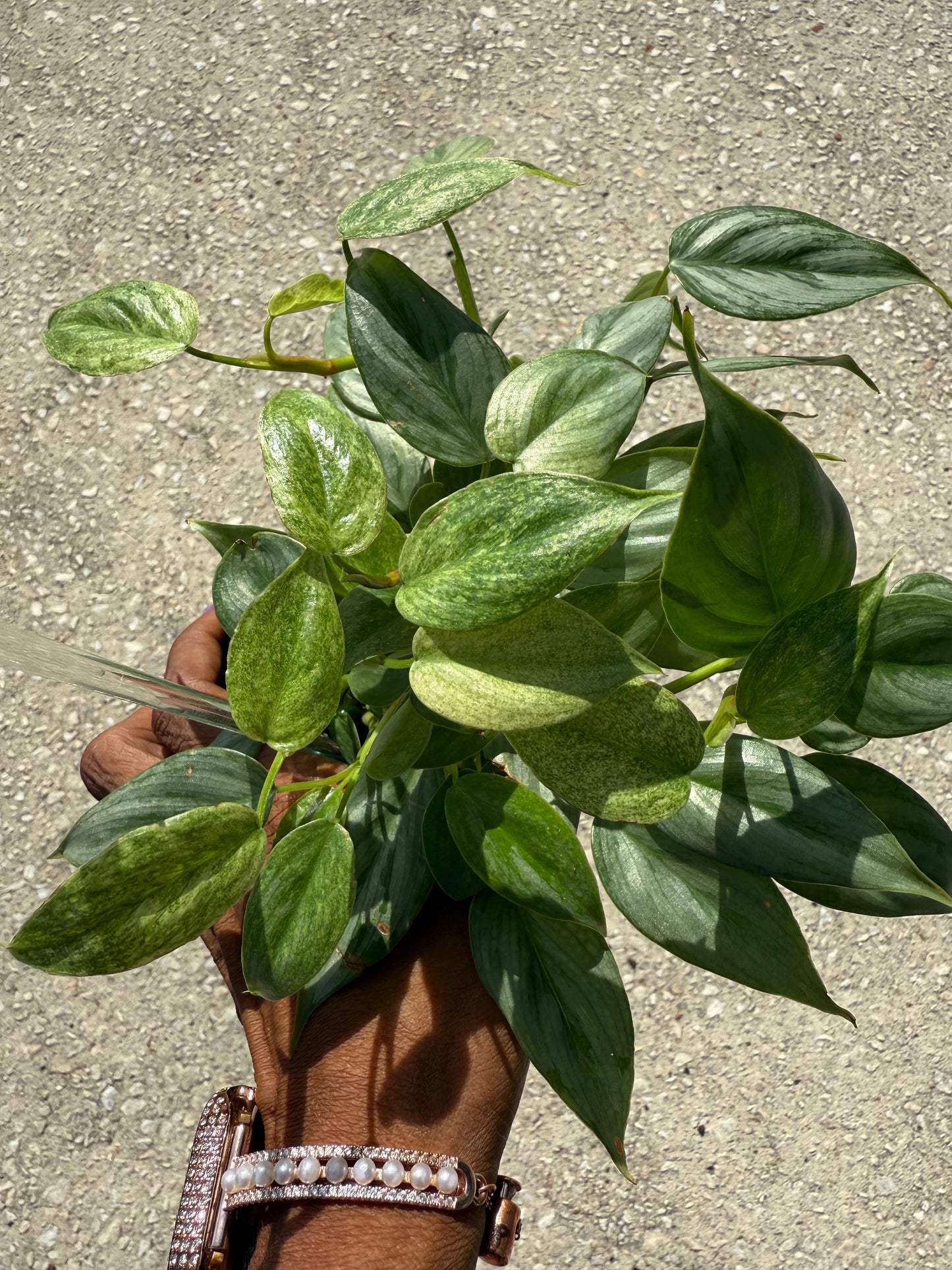 Philodendron 'Sodiroi' Variegated
