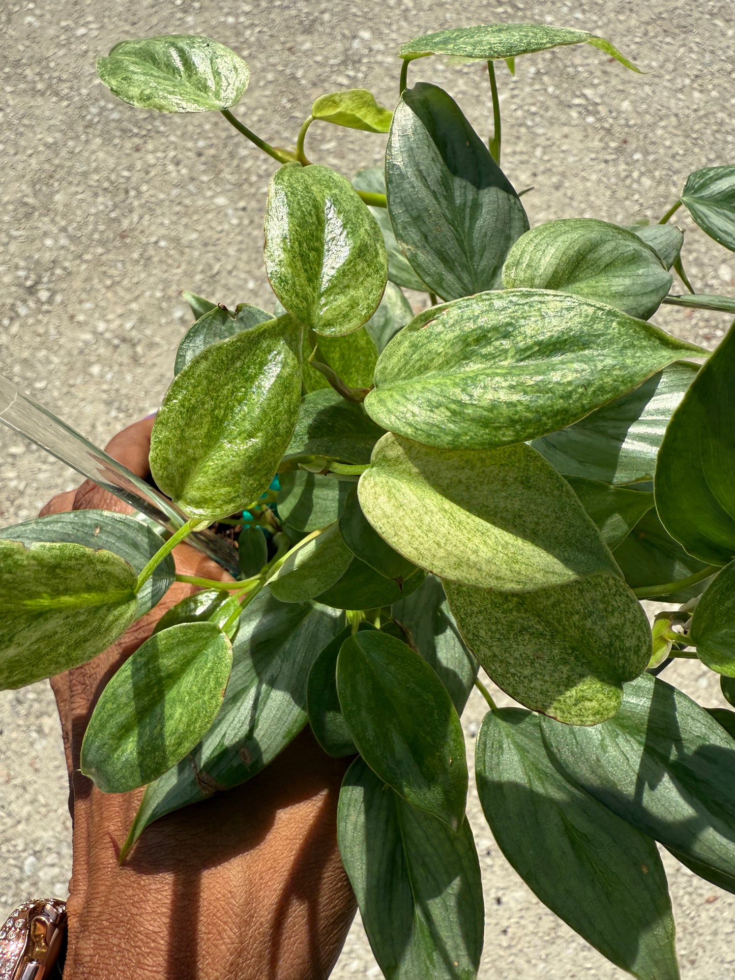 Philodendron 'Sodiroi' Variegated