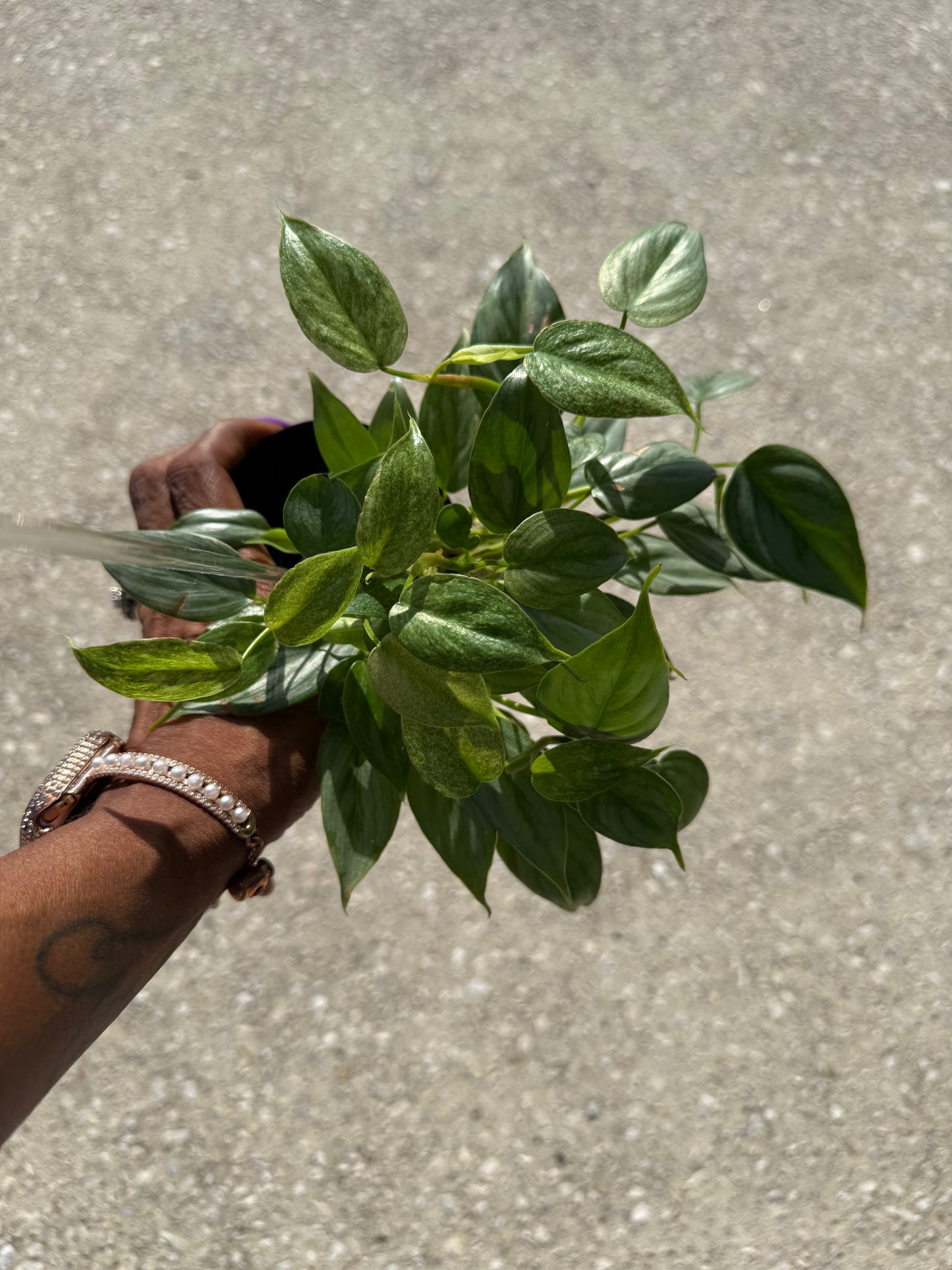 Philodendron 'Sodiroi' Variegated