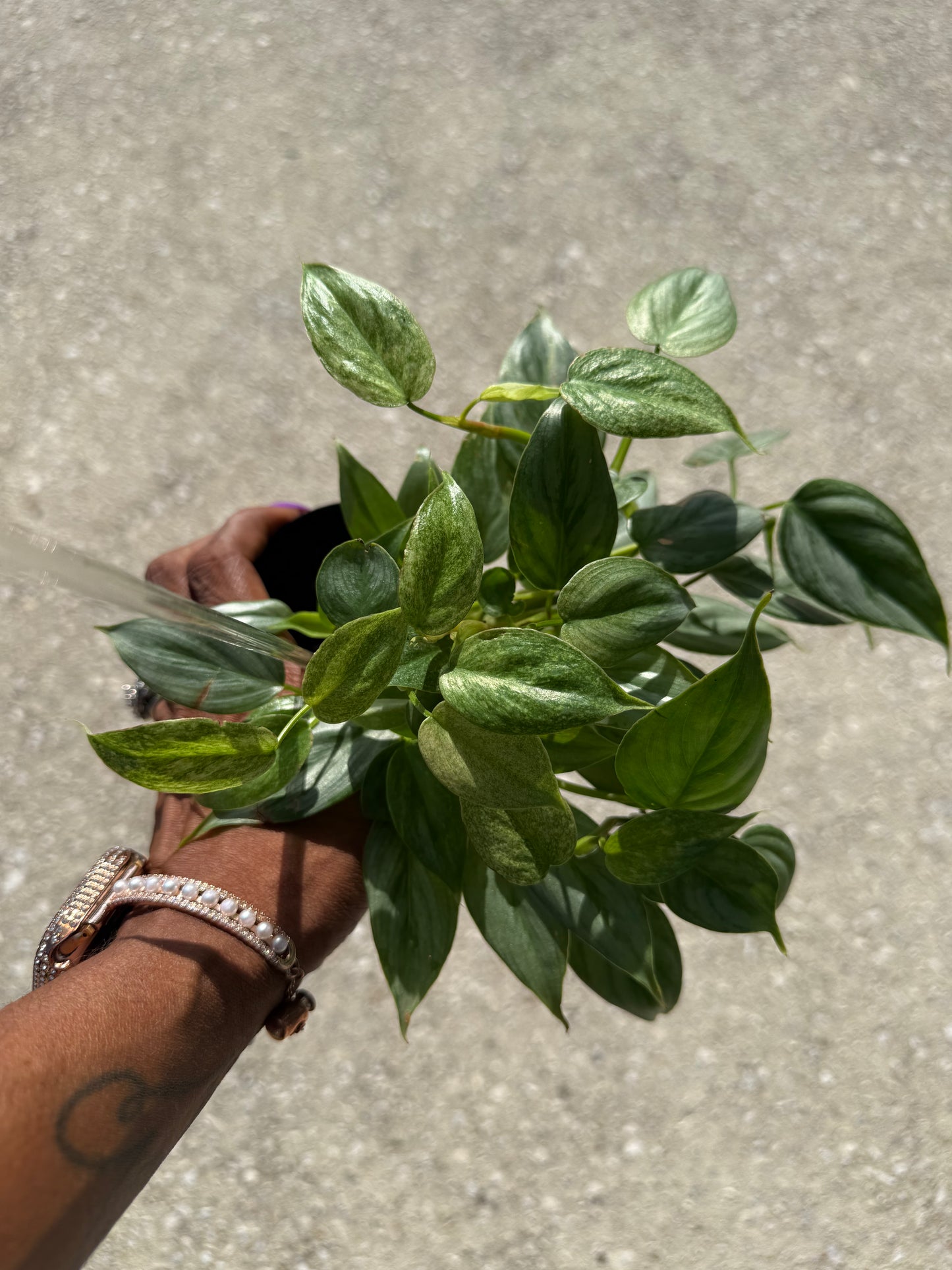Philodendron 'Sodiroi' Variegated