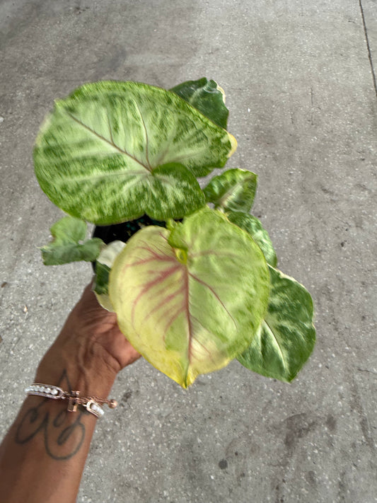 Syngonium 'Orm Thong'