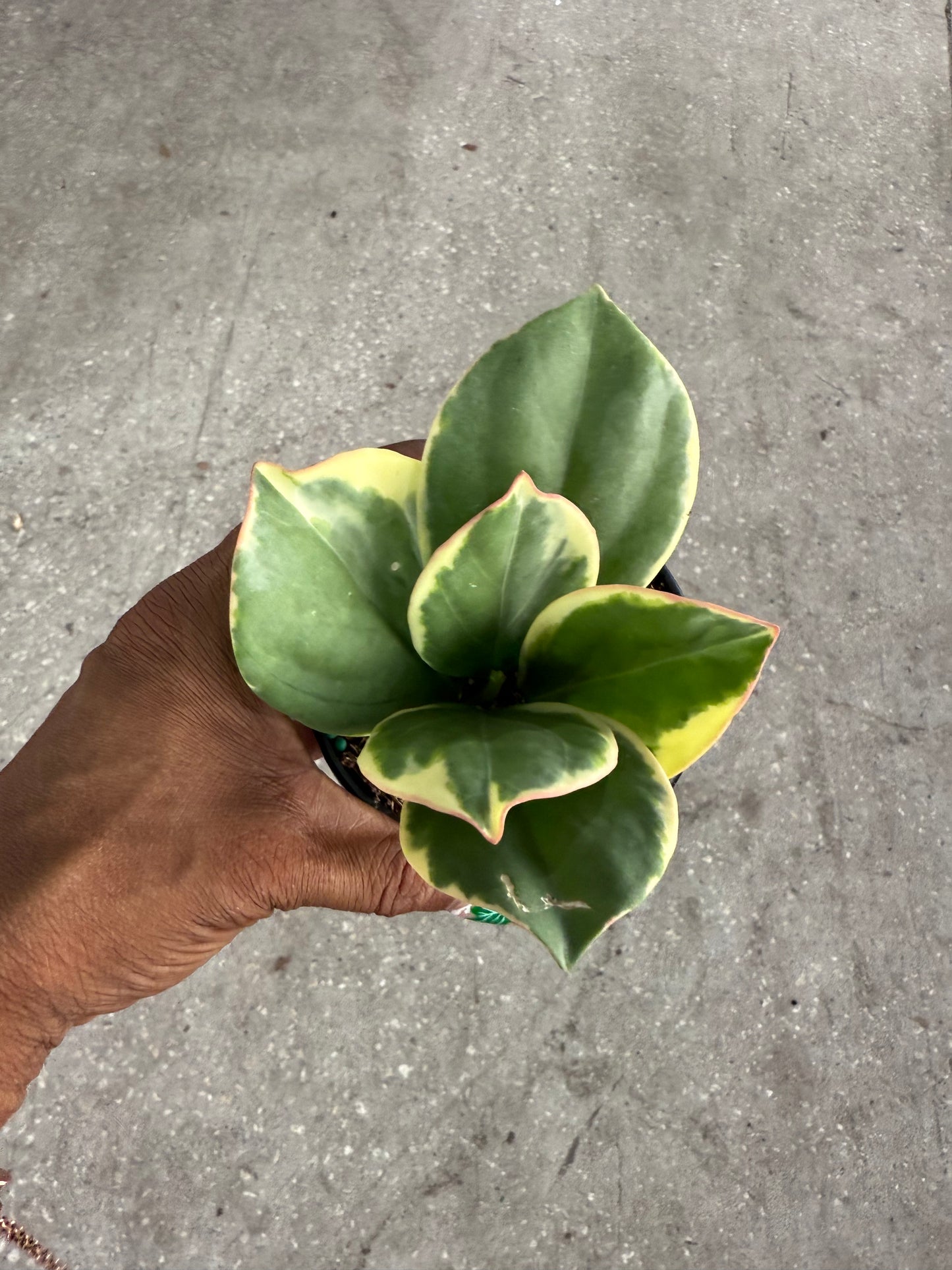 Hoya 'Pachyclada' Outer Variegated albomarginata