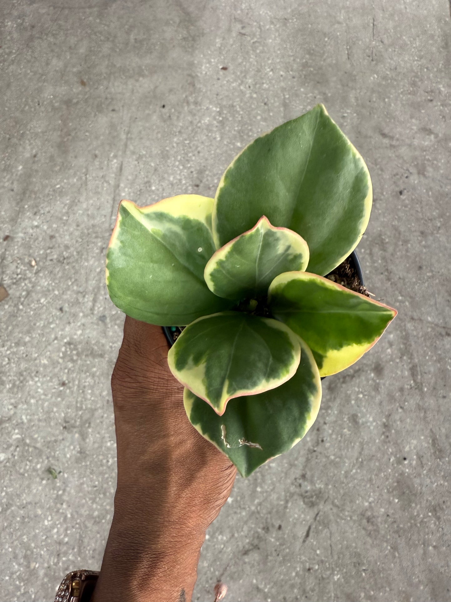 Hoya 'Pachyclada' Outer Variegated albomarginata