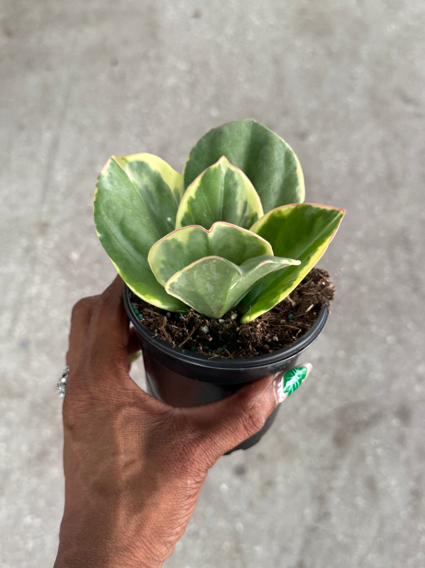 Hoya 'Pachyclada' Outer Variegated albomarginata