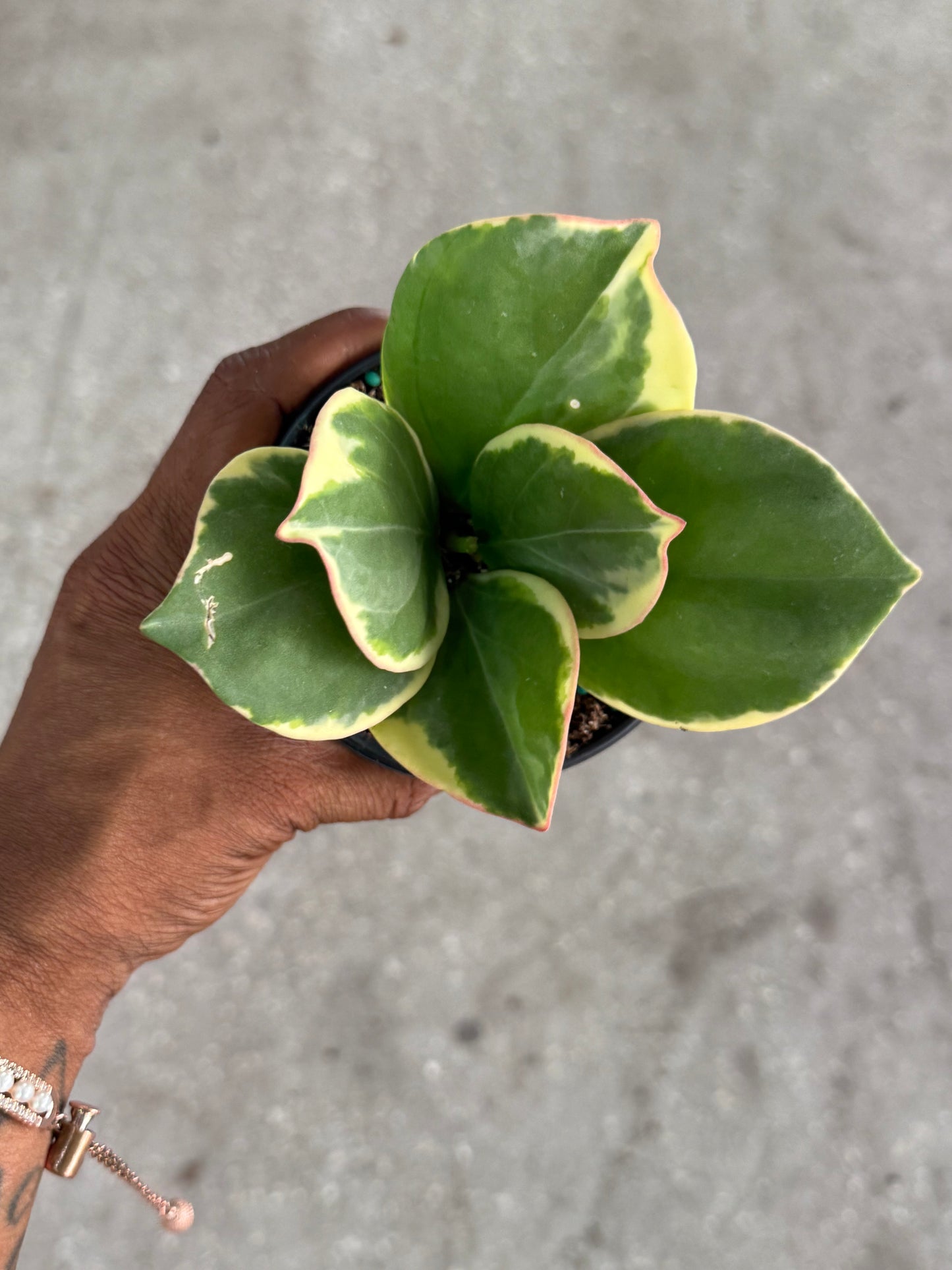 Hoya 'Pachyclada' Outer Variegated albomarginata