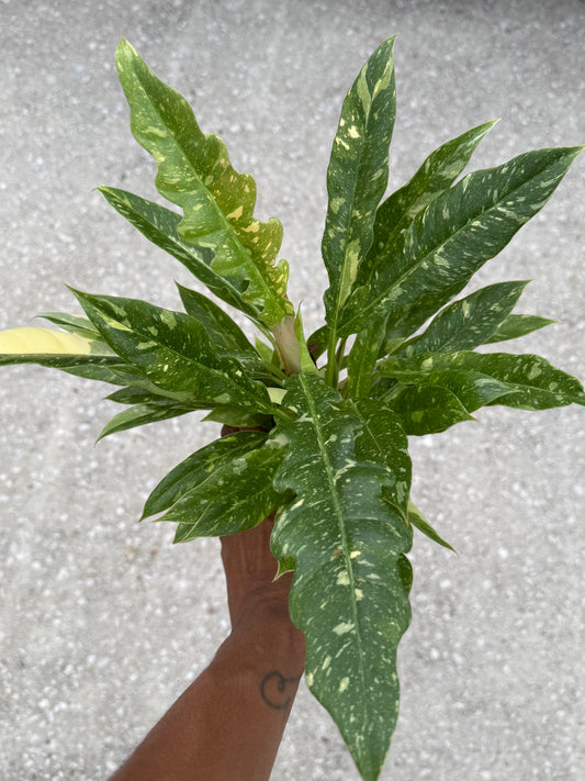 Philodendron ‘Ring of Fire'