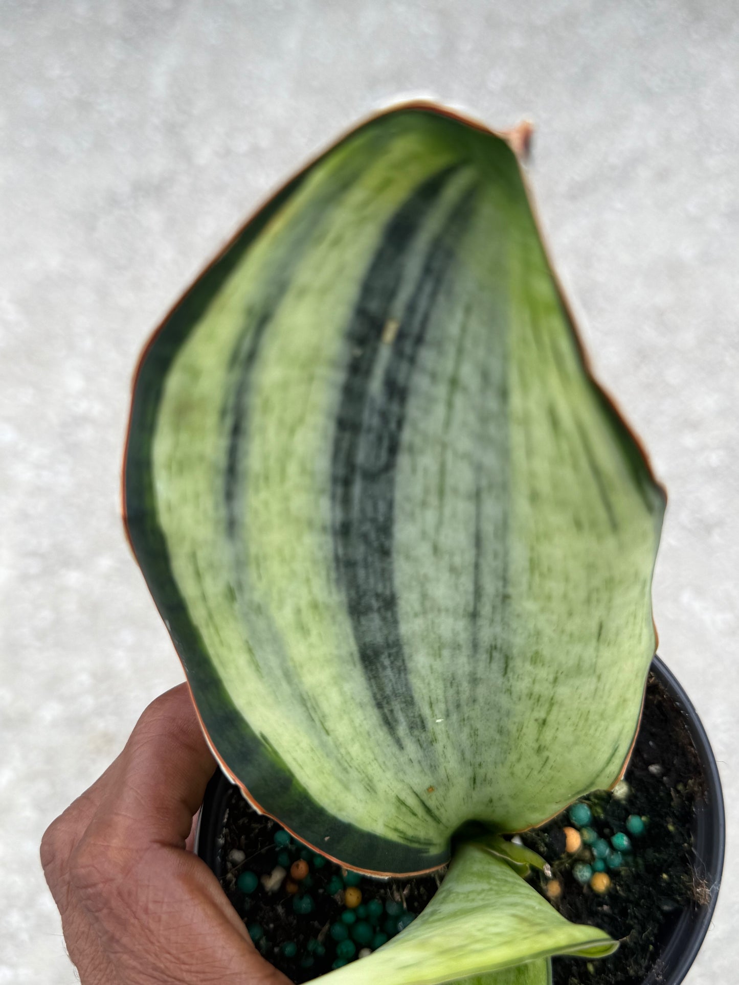 Sansevieria 'Bruda' Mint