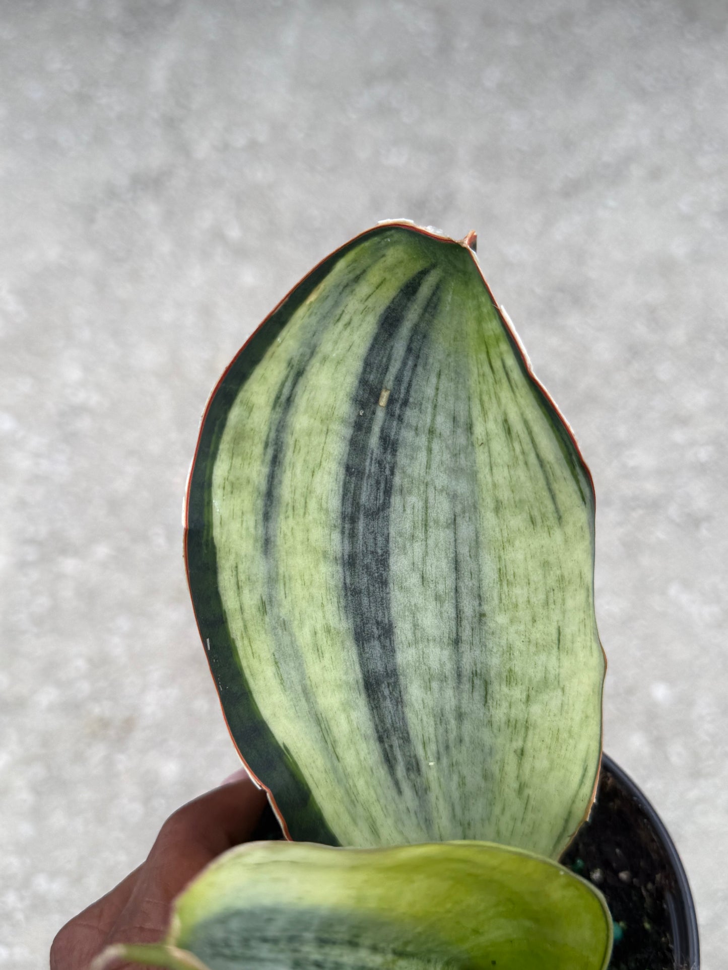 Sansevieria 'Bruda' Mint