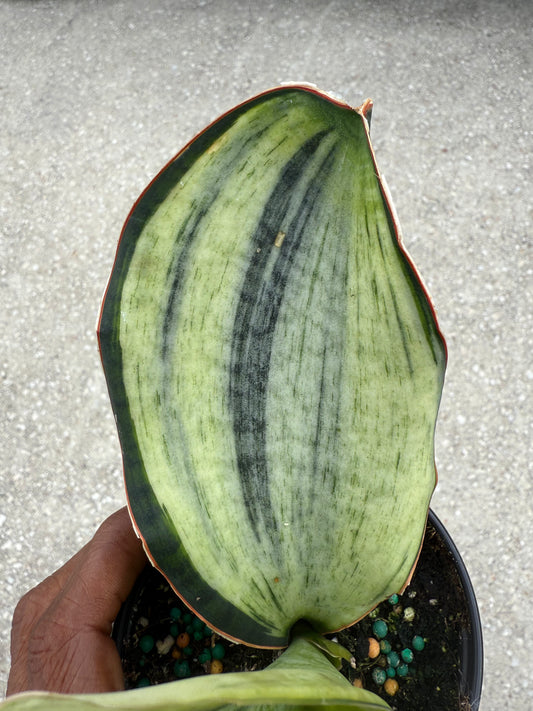 Sansevieria 'Bruda' Mint