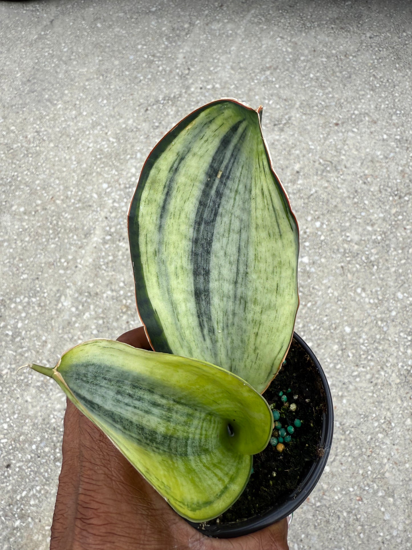 Sansevieria 'Bruda' Mint