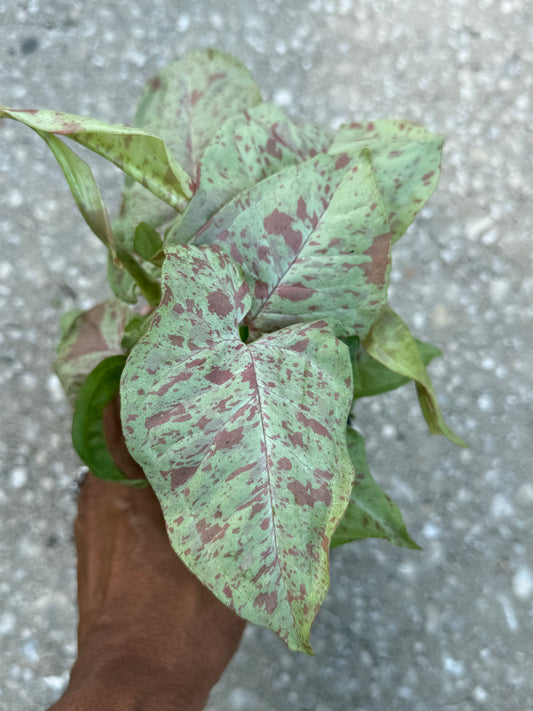 Syngonium 'Milk Confetti'