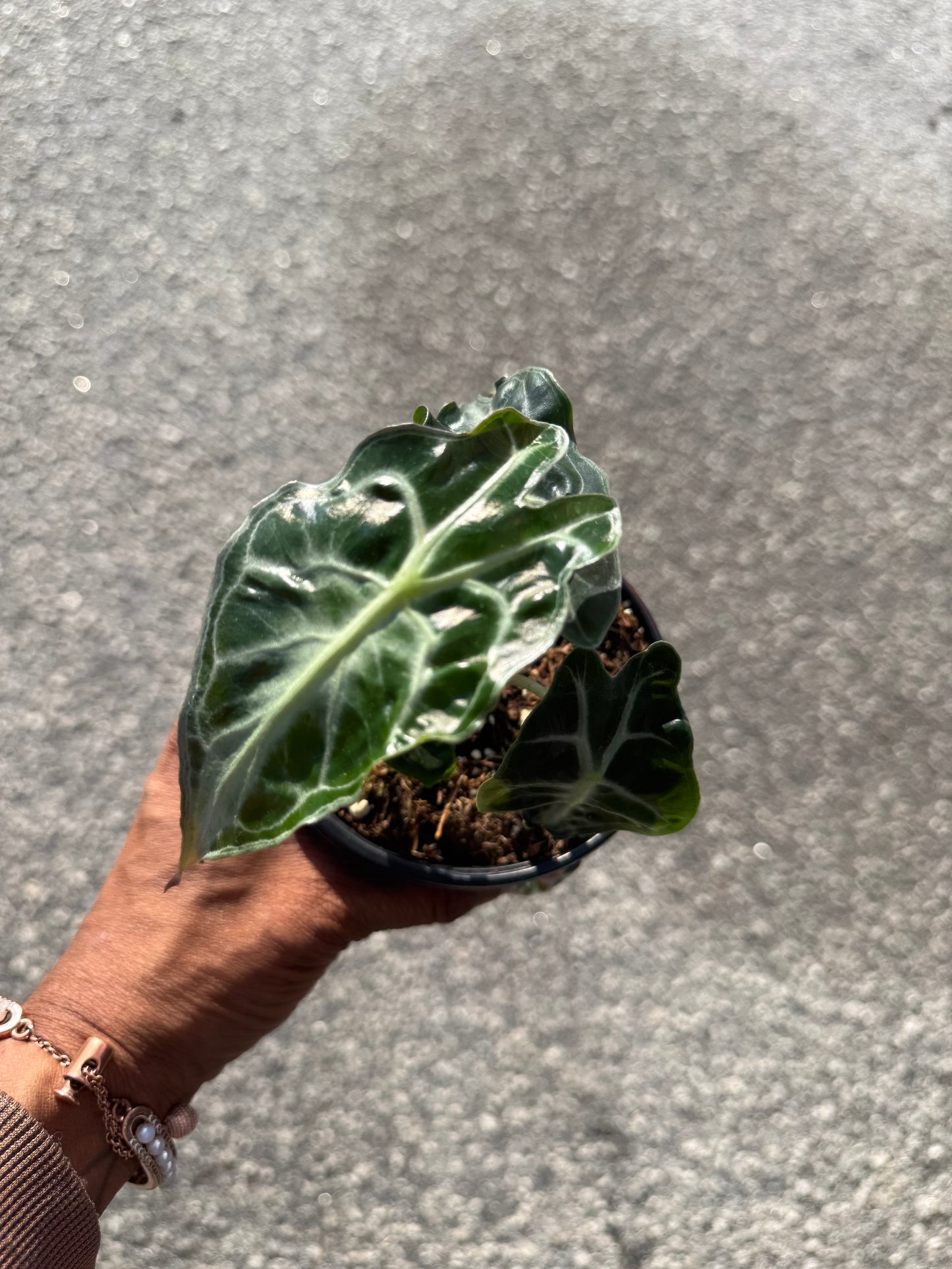 Alocasia ‘Venom’