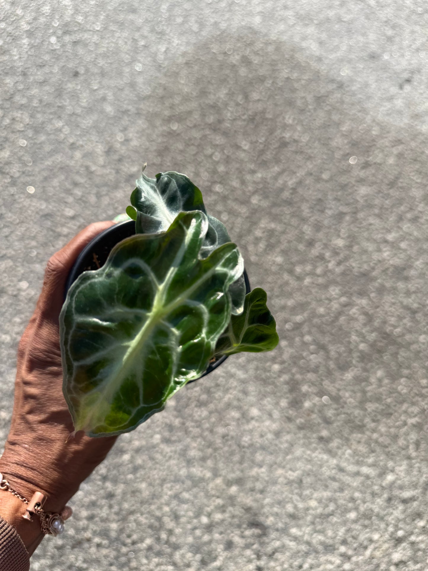 Alocasia ‘Venom’