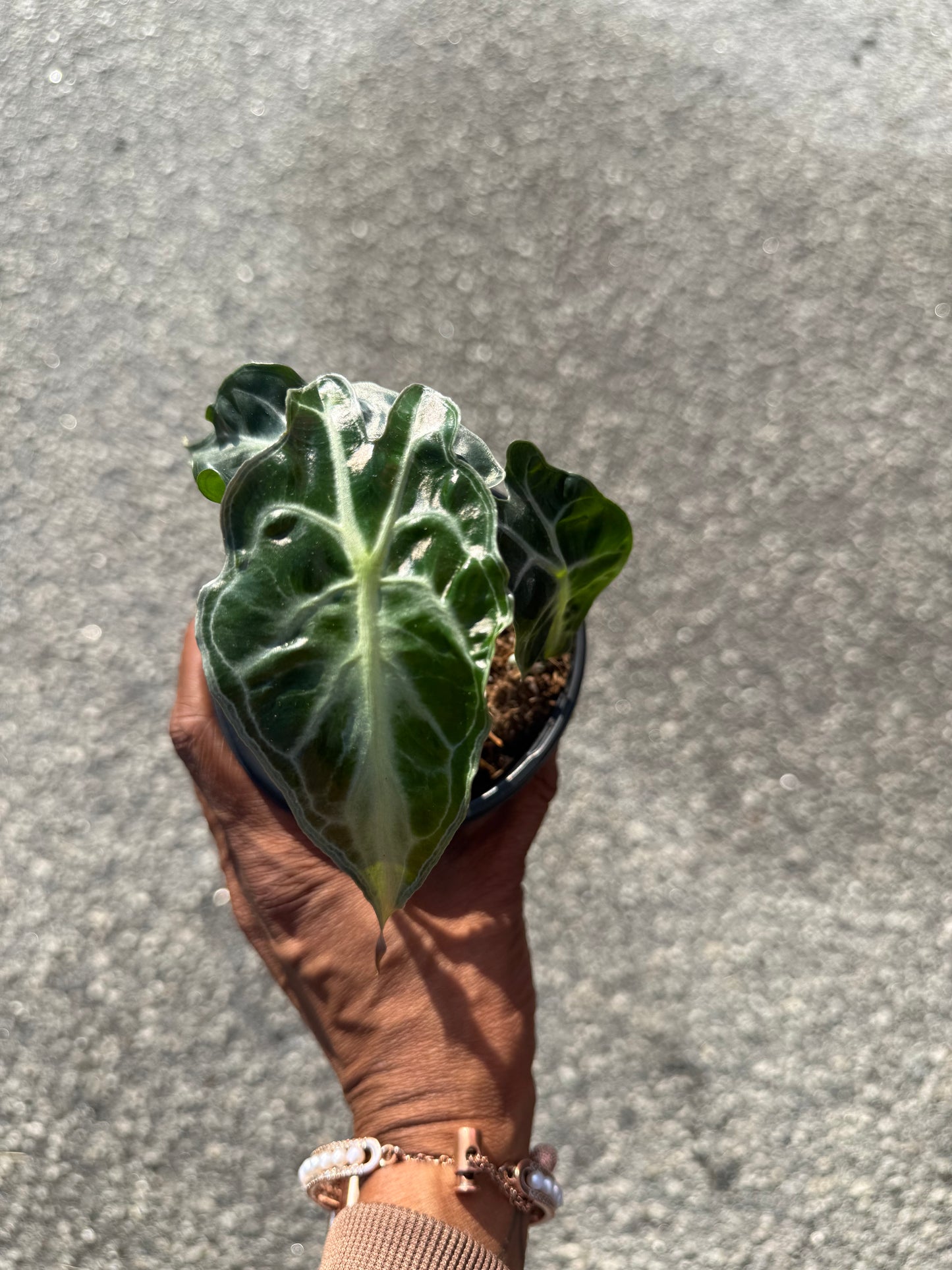 Alocasia ‘Venom’