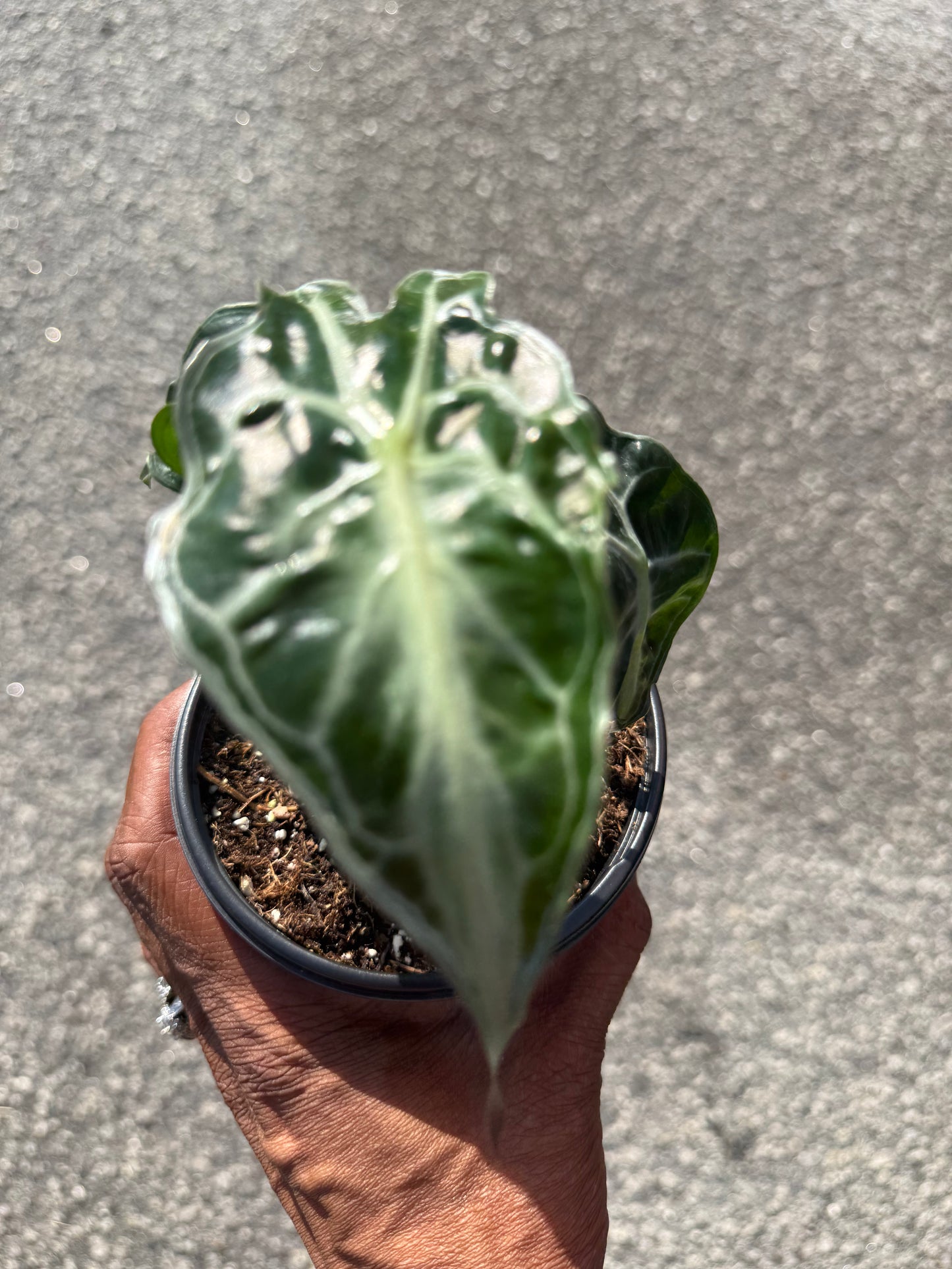 Alocasia ‘Venom’
