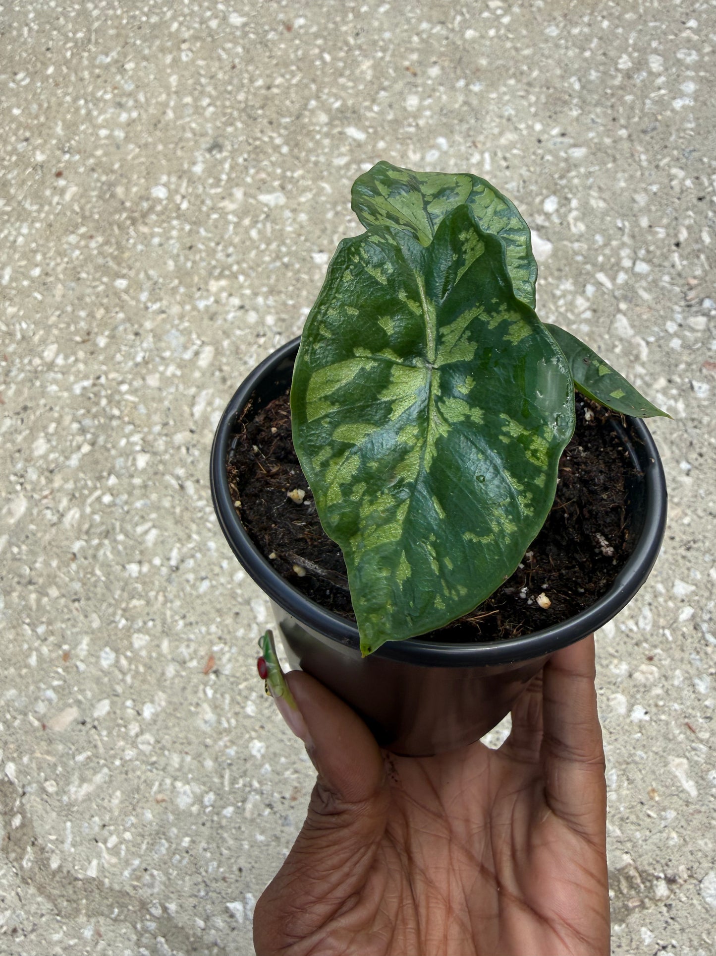 Alocasia ‘Shattered Glass’