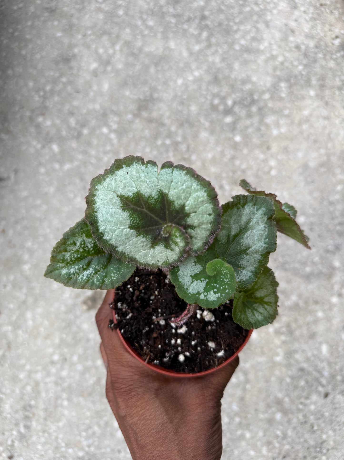 Begonia Escargot