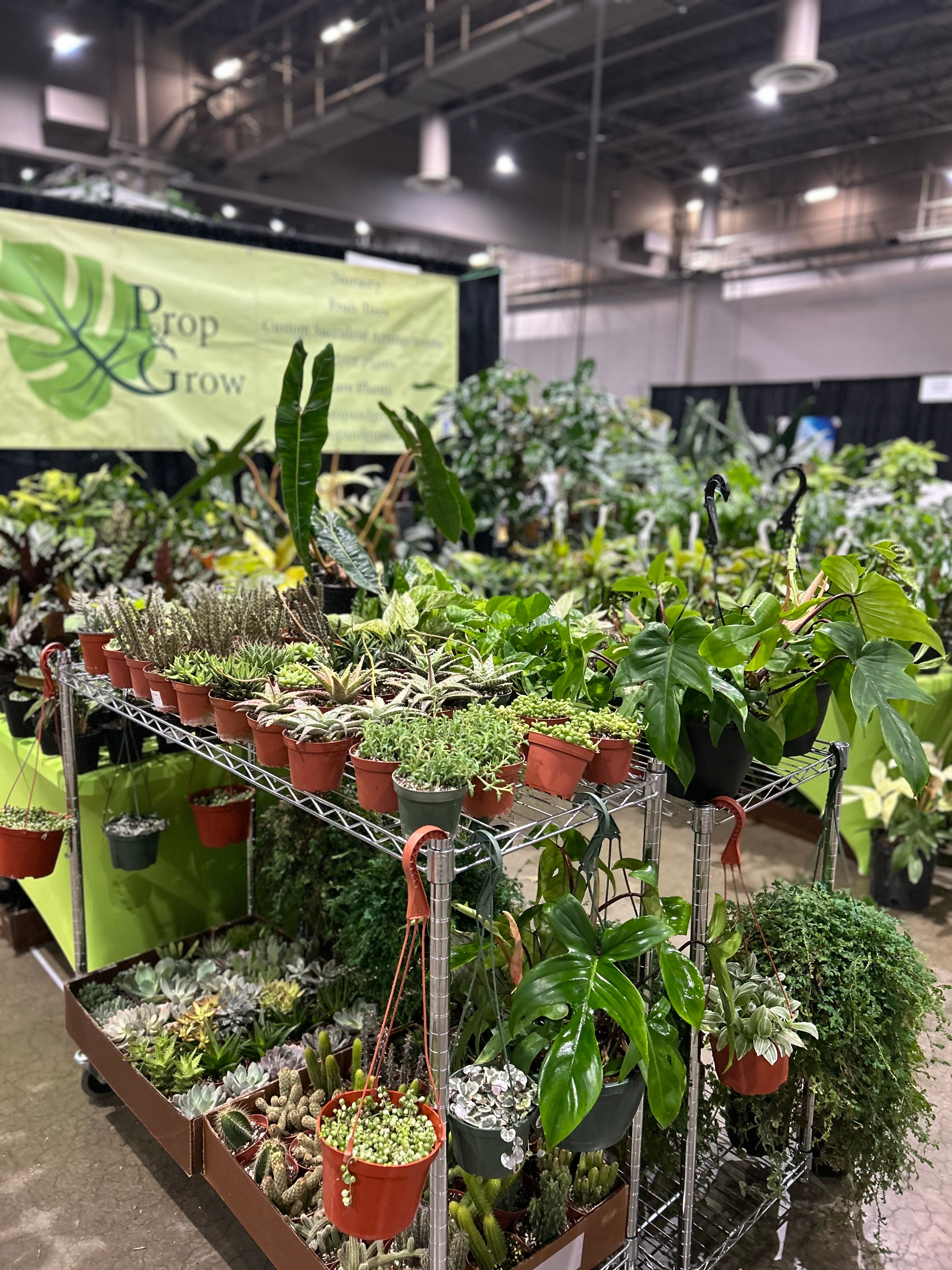 The Traveling Plant Nursery | Family-Owned Rare & Happy Houseplants  Prop  & Grow Plant Shop
