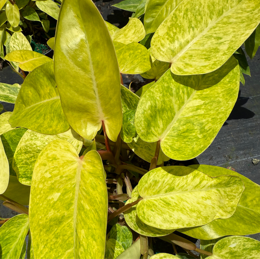 Philodendron 'Painted Lady'